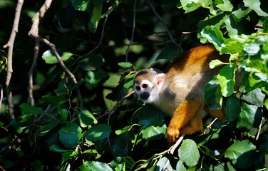 Squirrel Monkey