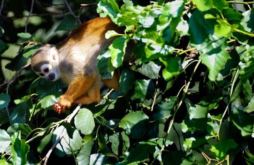 Squirrel Monkey