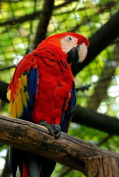 Ara, red parrot