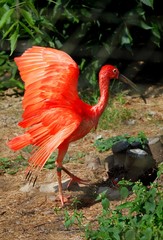 Flamingo in zoo
