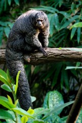 Marmoset