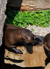 Obraz premium Sea Lion