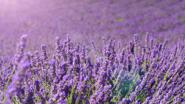 fields of blooming lavender flowers (Provence, France); dolly shot