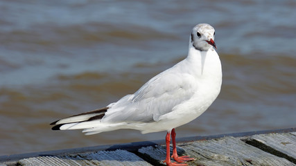 gull