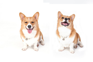 corgi dog