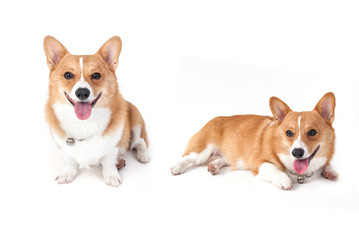 corgi dog