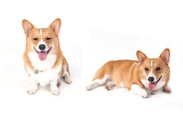 corgi dog
