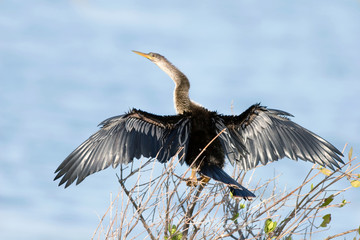 Female Anhinga with wings spread to dry, close-up rear view