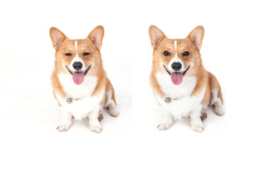 corgi dog