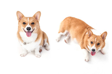 corgi dog