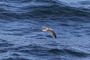 Sea birds.