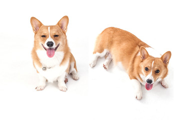 corgi dog