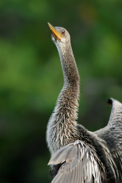 Female Anhinga stretches her long neck to inspect the photographer