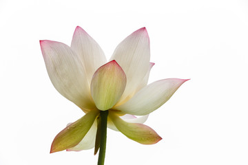 Fototapeta premium Lotus blooming in the white background