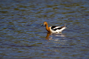 Male American Avocet in breeding plumage in California's Salton Sea