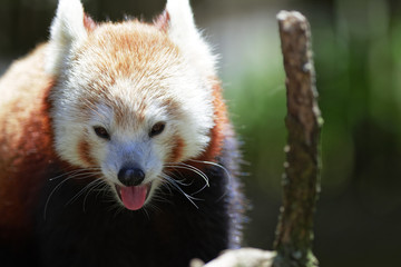 Obraz premium Red Panda.
