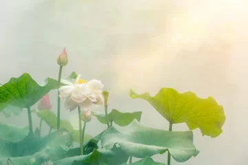 Zelfklevend Fotobehang Lotusbloem De prachtige vijver lotus bij mistig weer