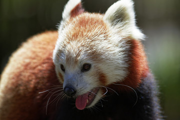 Obraz premium Red Panda.