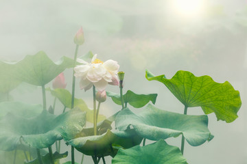 Le magnifique lotus d& 39 étang par temps brumeux
