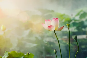 Afwasbaar Fotobehang Lotusbloem De prachtige vijver lotus bij mistig weer
