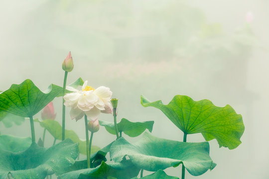 Fototapeta The beautiful pond lotus in foggy weather