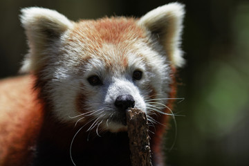 Obraz premium Red Panda.