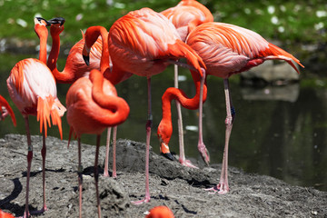 Beautiful pink flamingo.