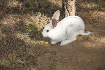 Cottontail bunny rabbit eating grass in the garden
