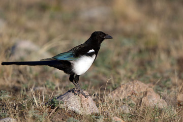 Black-billed Magpie in Antelope Island State Park in Utah