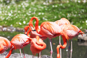 Beautiful pink flamingo.