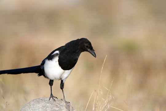 Black-billed Magpie in Antelope Island State Park in Utah