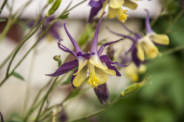 Columbine - Aquilegia