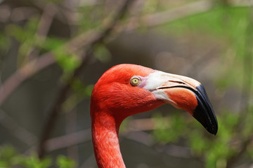 Beautiful pink flamingo.
