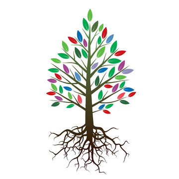 Bolor Tree and Roots. Vector Illustration.