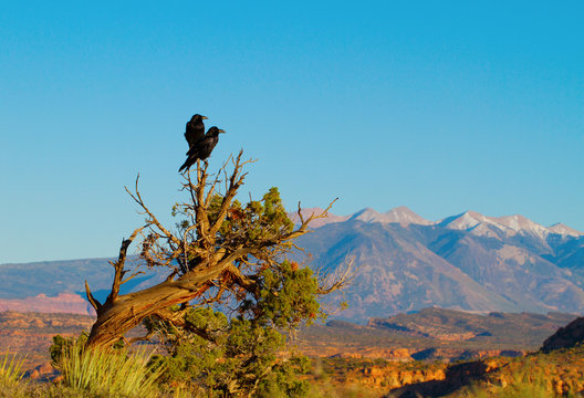 Two Ravens at sunset in Arches National Park in Utah, with the La Sal Mountains in the background