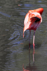 Beautiful pink flamingo.