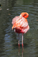 Beautiful pink flamingo.