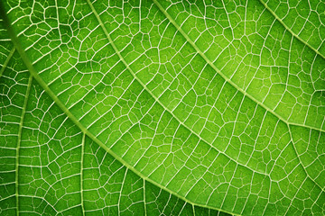 Closeup of a green leaf