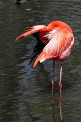 Beautiful pink flamingo.
