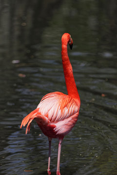 Beautiful pink flamingo.
