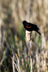 Red-winged Blackbird male sings on a cattail in beautiful dawn light