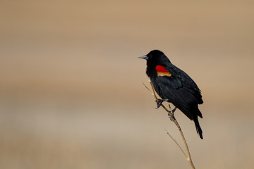 Red-winged Blackbird male on a twig in a marsh