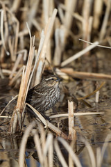 Red-winged Blackbird female in a marsh
