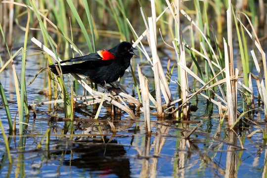 Red-winged Blackbird male sings in a Colorado marsh