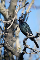 Rusty Blackbird at Bosque del Apache National Wildlife Refuge