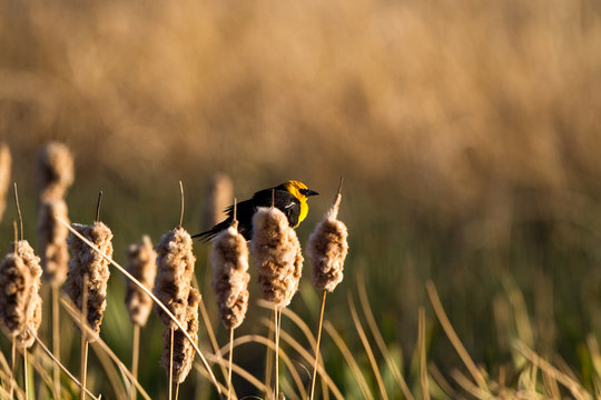 Yellow-headed Blackbird male in a cattail marsh at sunset