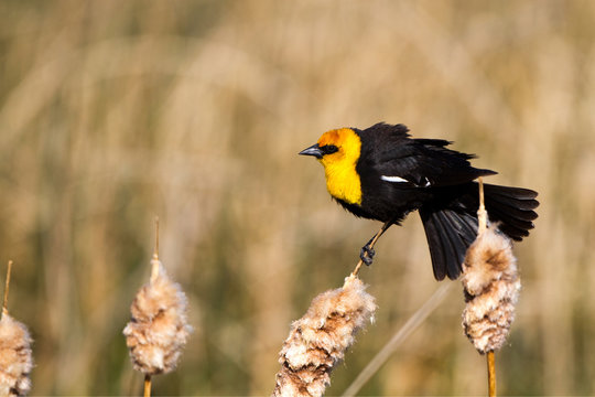 Yellow-headed Blackbird clings to two cattails in a wind
