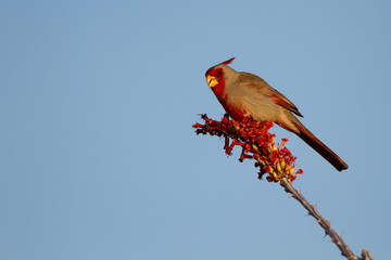 Pyrrhuloxia male on a flowering Ocotillo in the Sonoran Desert