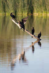 Double-crested Cormorants squabble on a submerged tree, with reflections