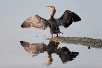 Double-crested Cormorant dries his wings, with reflections